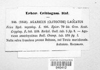 Laccaria laccata image